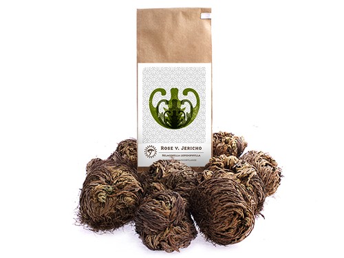 10x rose von jericho - rose, jericho,