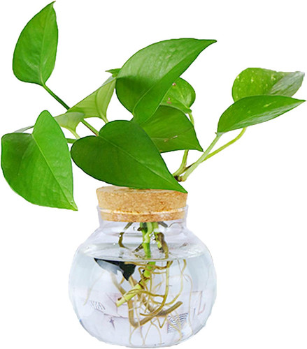Mini vase glasfläschchen - mini,